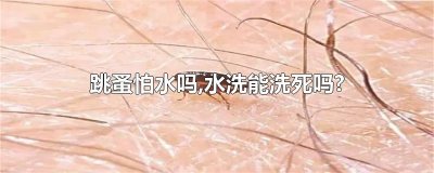 ​跳蚤怕水吗,水洗能洗死吗?