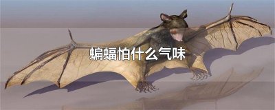 ​蝙蝠怕什么气味