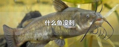 ​什么鱼没刺