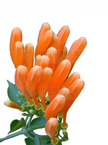 ​炮仗花，见过吗？能润肺止咳，清热利咽 主肺痨，咽喉肿痛