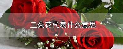 ​三朵花代表什么意思