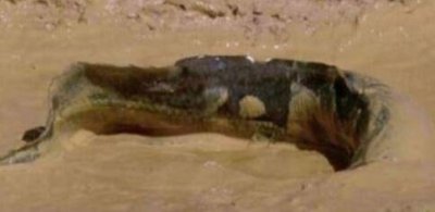 ​这种鱼竟然不需要水在泥土里就能存活