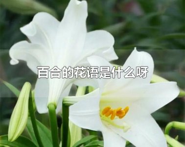 ​百合的花语是什么呀 百合花一般在哪些场合赠送