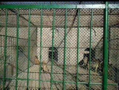 ​八达岭野生动物园用流浪狗喂老虎 园方辟谣否认存在这种情况