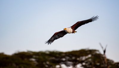 ​鹰酱指的是哪个国家