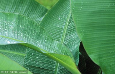 ​中药材芭蕉叶