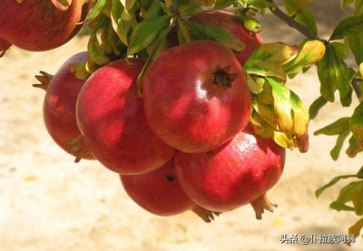 ​云南蒙自石榴怎么样（云南蒙自石榴什么时候成熟）