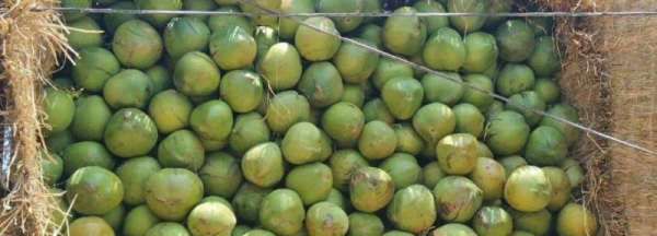 椰青放冰箱可以保存多久,椰青需不需要放冰箱冷藏图4