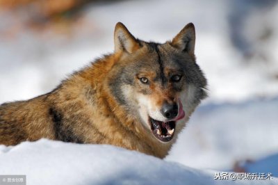 ​怎样对付职场小人？学会这3招，小人不仅不敢动你，甚至会巴结你