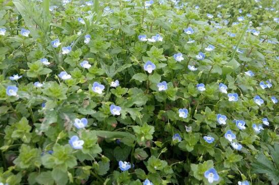 满天星花谢枝要剪掉吗，可以减掉能集中养分（图）(图2)