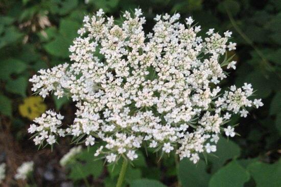 满天星花谢枝要剪掉吗，可以减掉能集中养分（图）(图3)