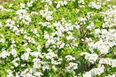 ​满天星花谢枝要剪掉吗，可以减掉能集中养分（图）