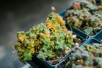 ​多肉植物怎么换盆