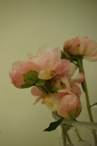 ​芍药的常见品种