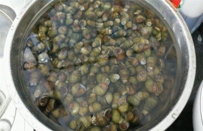 ​田螺人工养殖技术