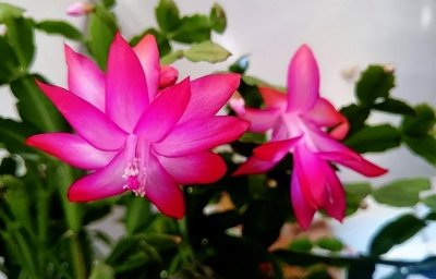 ​蟹爪兰叶子发软怎么办？这几点对应的解决措施帮您解忧