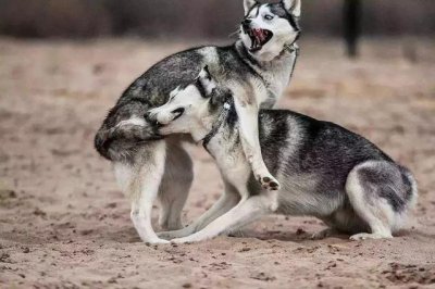 ​为什么狼不会攻击哈士奇（狼会把哈士奇当同类吗）