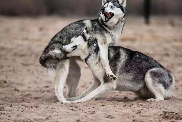 为什么狼不会攻击哈士奇（狼会把哈士奇当同类吗）