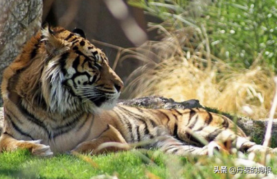 ​猫科动物奔跑速度排名：猎豹时速可达115公里，博尔特37.578公里