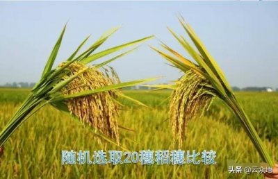 ​拿敌稳：增产防病一药搞定，适用于优质绿色农产品