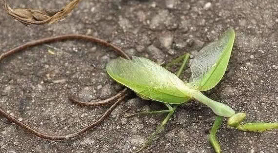 铁线虫是什么的幼虫,螳螂肚子里的铁线虫是什么东西?图1