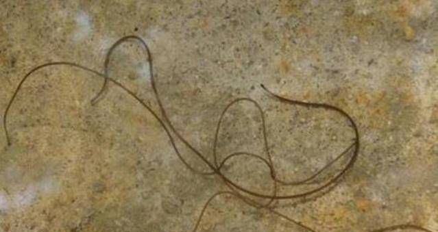 螳螂的身体里为什么会有铁线虫