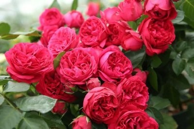 ​红龙月季优缺点及特点样子介绍