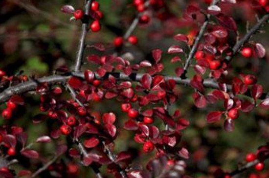 平枝栒子与珍珠荀子区别(图4)