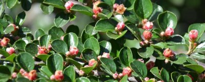 ​平枝栒子与珍珠荀子区别