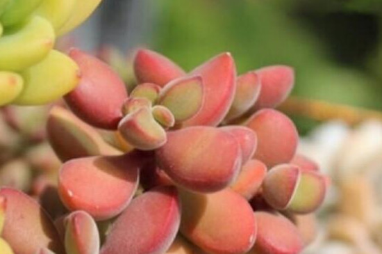 若歌诗多肉怎么繁殖(图4)