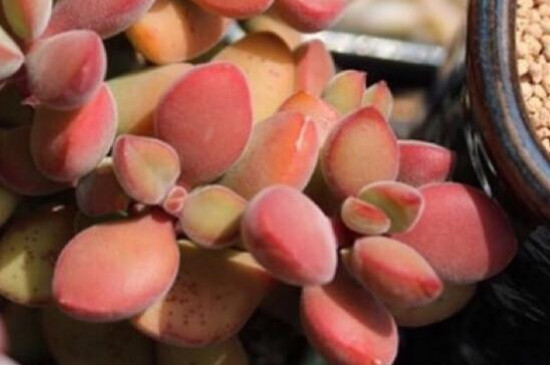 若歌诗多肉怎么繁殖(图3)