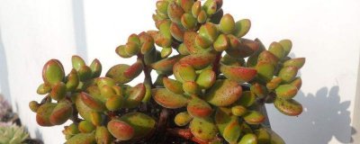 ​若歌诗多肉怎么繁殖