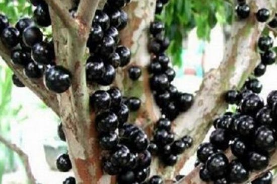 嘉宝果的种植方法和管理(图3)