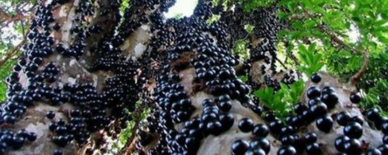 嘉宝果的种植方法和管理(图1)