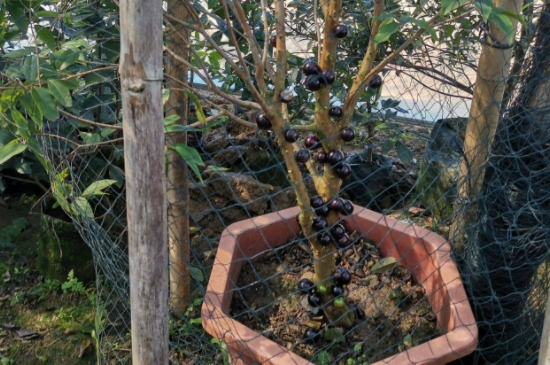 嘉宝果的种植方法和管理(图4)