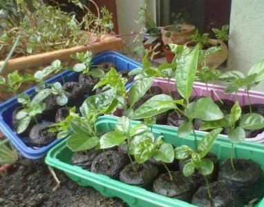 ​盆栽百香果的种植方法