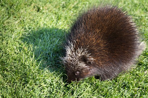 porcupine-1694202__340.jpg