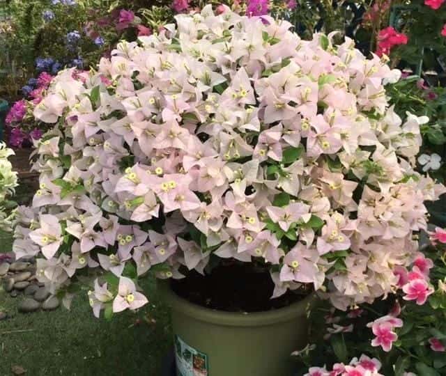 爬藤花架安装视频（附螺旋式球兰花架制作）