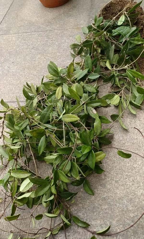 爬藤花架安装视频（附螺旋式球兰花架制作）