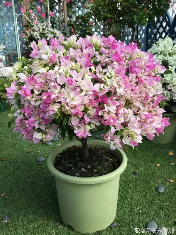 爬藤花架安装视频（附螺旋式球兰花架制作）