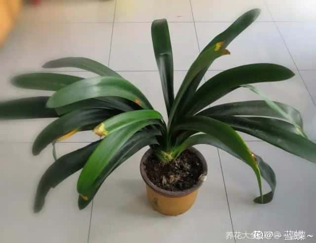 爬藤花架安装视频（附螺旋式球兰花架制作）