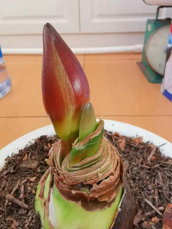 爬藤花架安装视频（附螺旋式球兰花架制作）