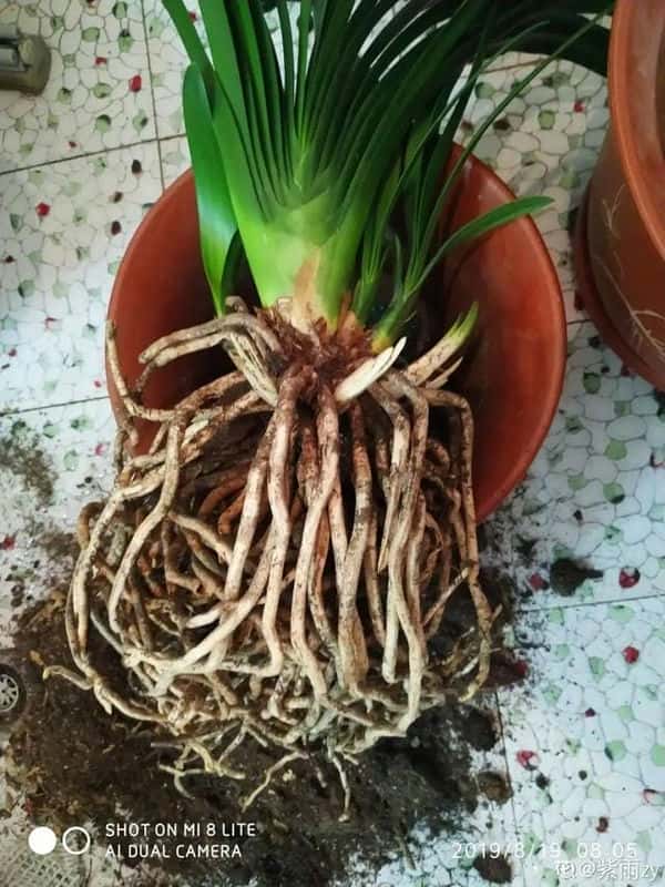 爬藤花架安装视频（附螺旋式球兰花架制作）