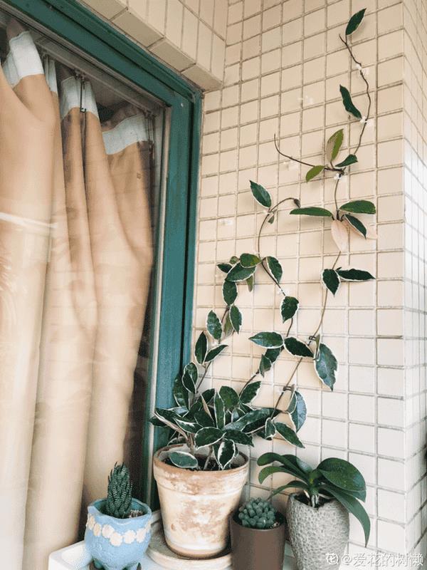 爬藤花架安装视频（附螺旋式球兰花架制作）