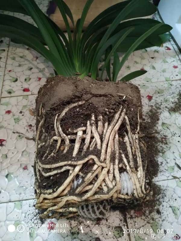 爬藤花架安装视频（附螺旋式球兰花架制作）