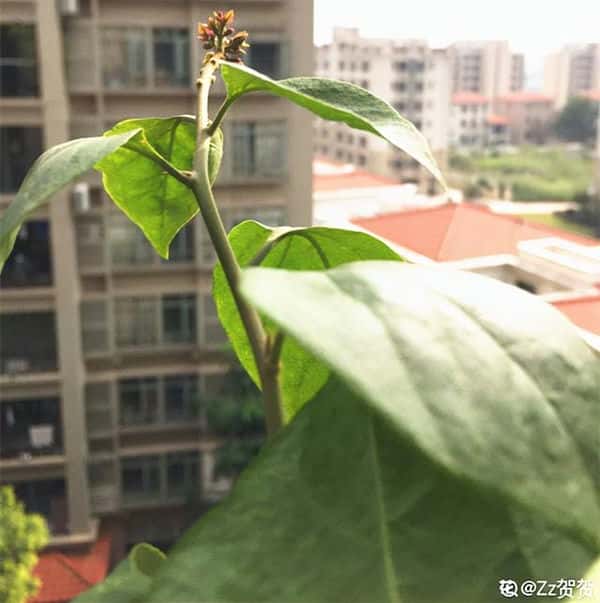 爬藤花架安装视频（附螺旋式球兰花架制作）