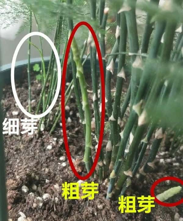 爬藤花架安装视频（附螺旋式球兰花架制作）