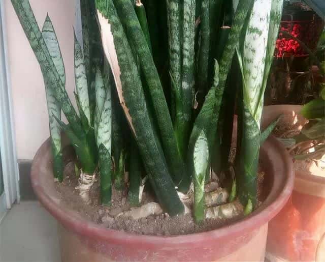 爬藤花架安装视频（附螺旋式球兰花架制作）