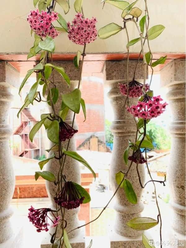 爬藤花架安装视频（附螺旋式球兰花架制作）