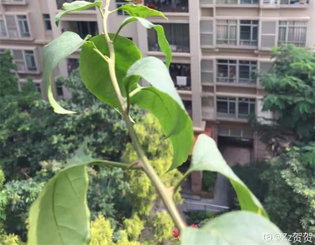 爬藤花架安装视频（附螺旋式球兰花架制作）